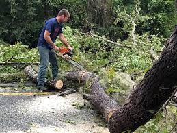 How Our Tree Care Process Works  in  Audubon Park, NJ