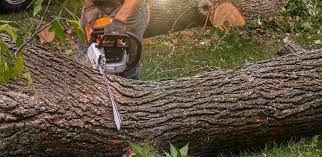  Audubon Park, NJ Tree Removal Services Pros